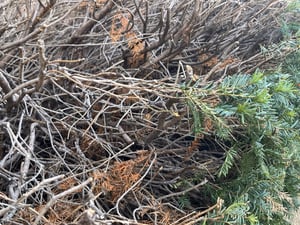 05- Dying Bushes
